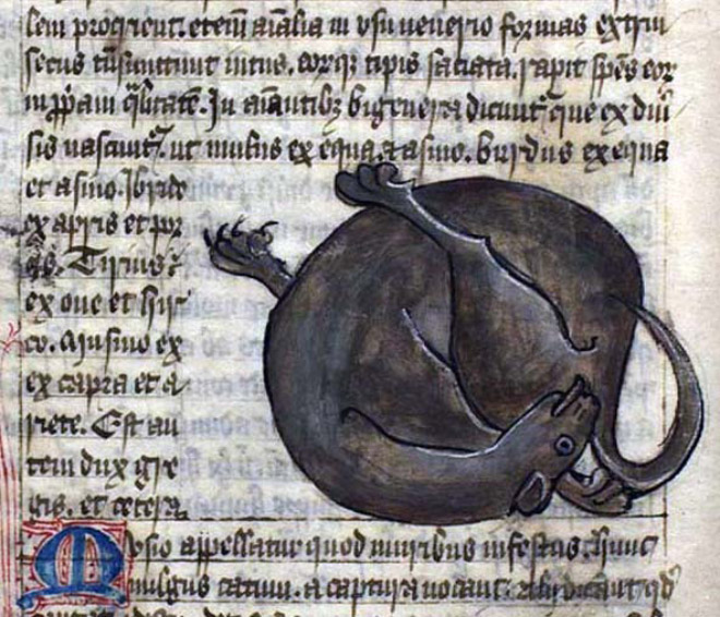 Medieval art of cat licking his butt.