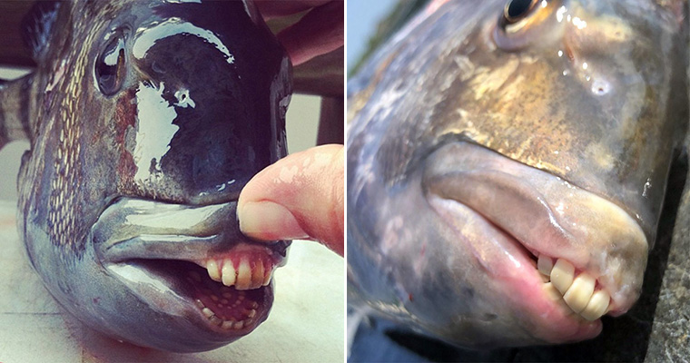 Sheepshead fisker menneskelignende tennerSheepshead fisker menneskelignende tenner  
