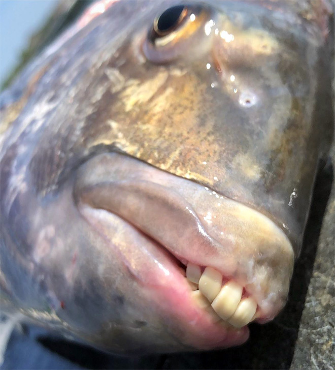 Sheepshead Fishes' HumanLike Teeth Look Funny And