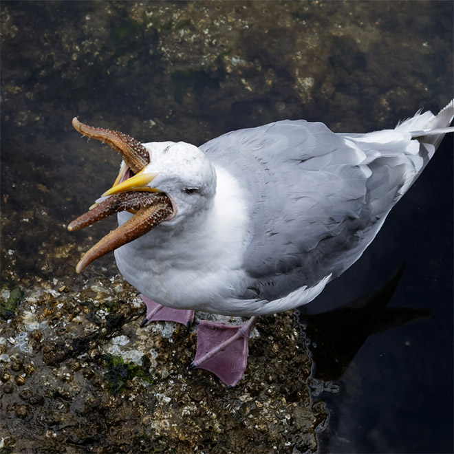 Seagull eating starfish.