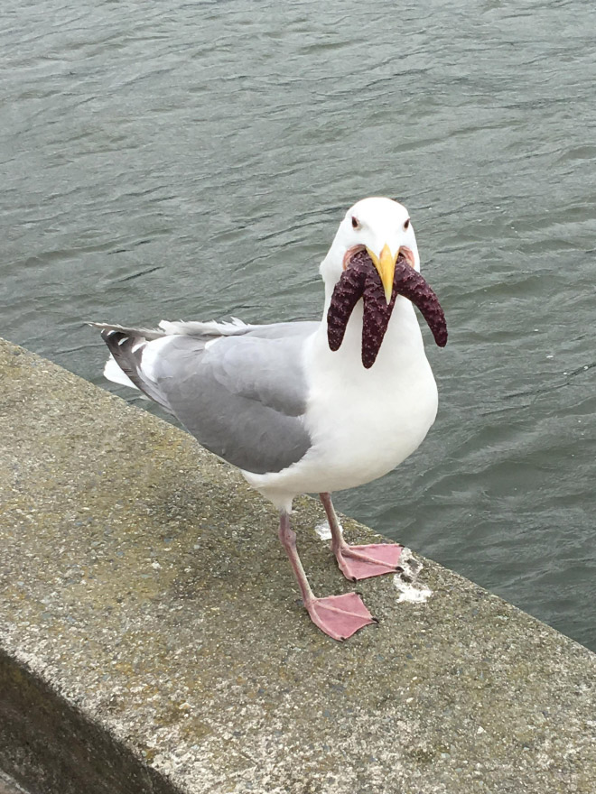 Seagull eating starfish.