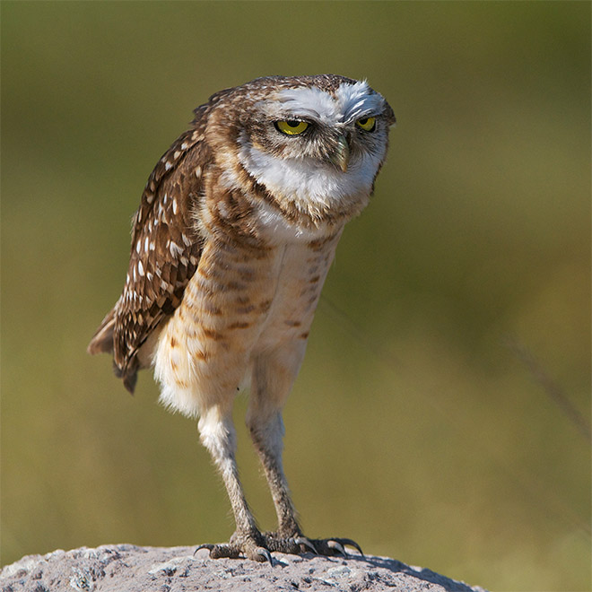 The Actual Length Of Owl Legs Will Never Stop Being Funny