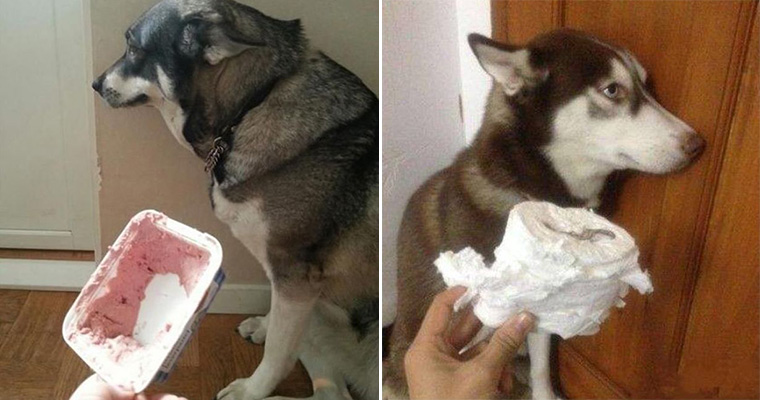 Funny dogs online in trouble