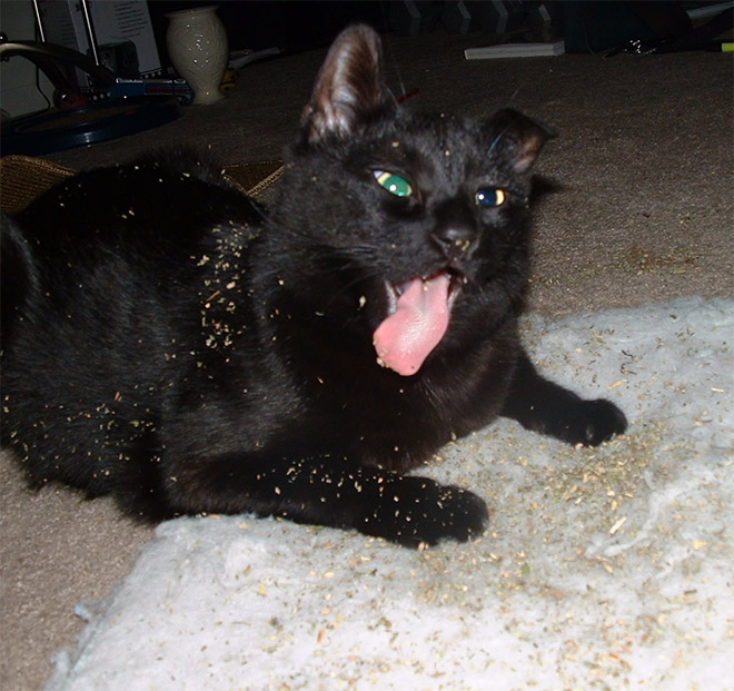 Cat high on catnip.