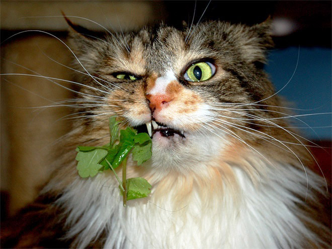 Cat high on catnip.