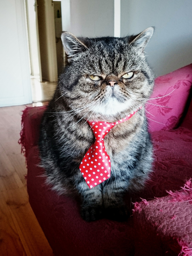 Businessman cat.