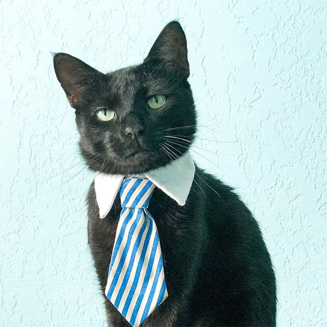 Businessman cat.