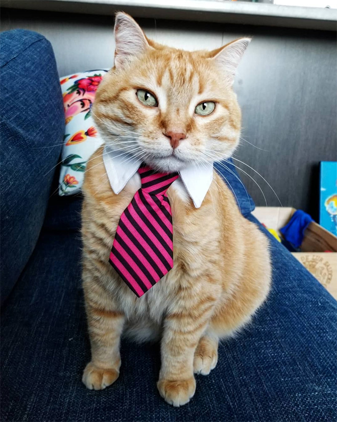 Businessman cat.