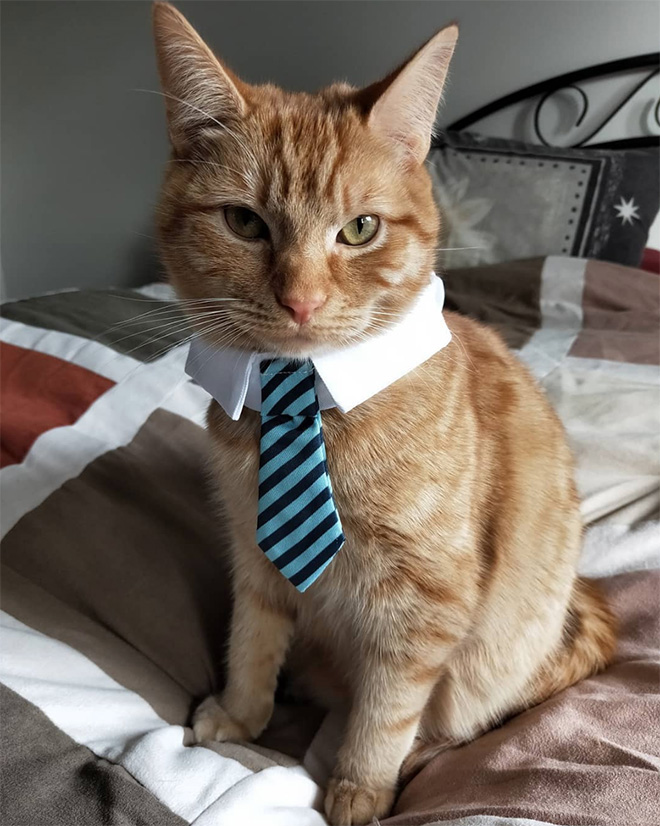 Businessman cat.