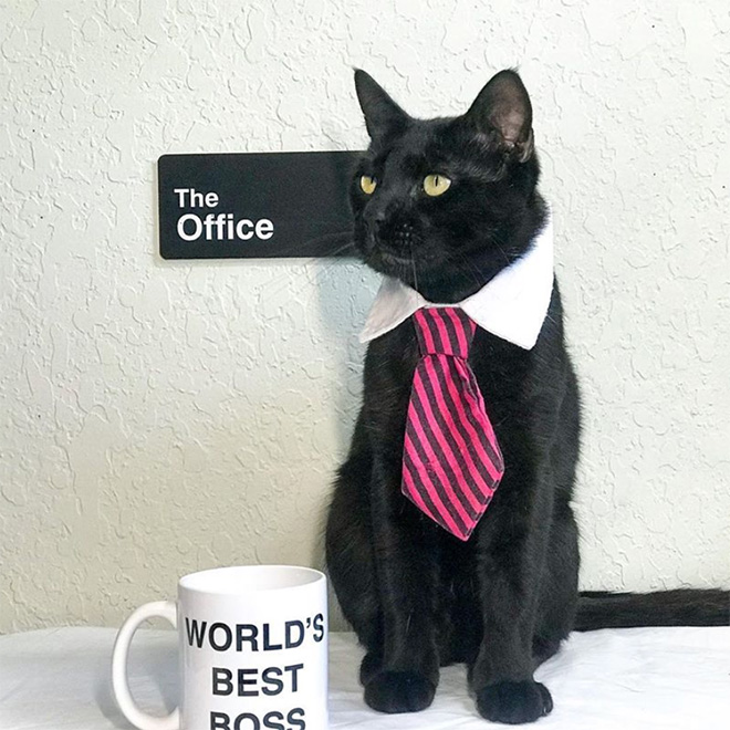 Businessman cat.