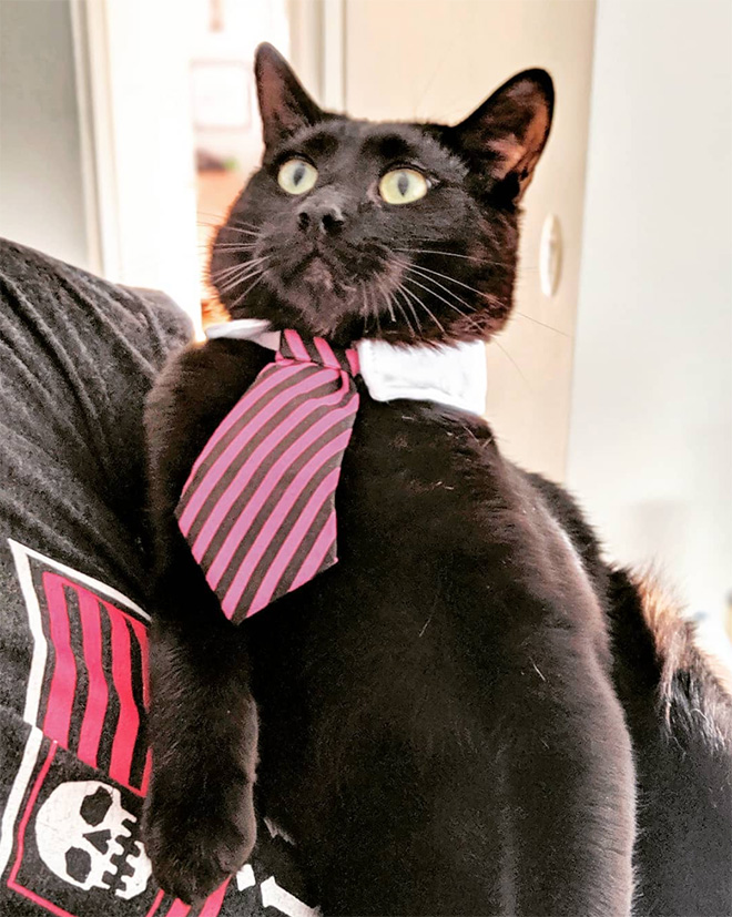 Businessman cat.