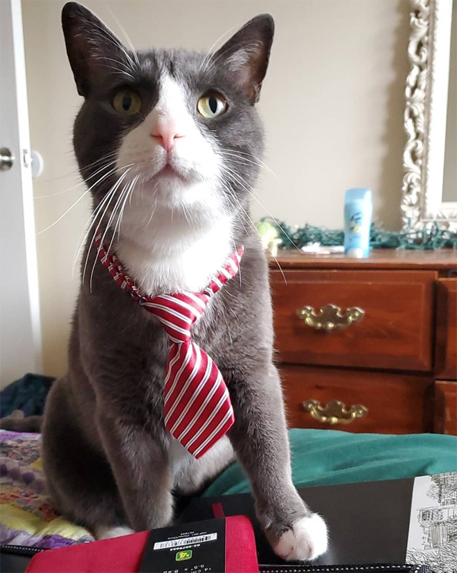 Businessman cat.