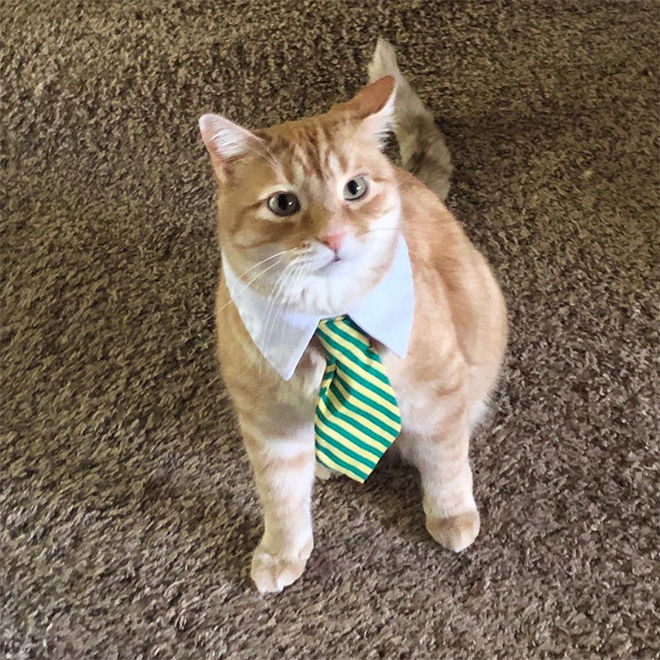 Businessman cat.