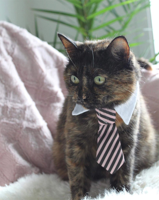 Businessman cat.