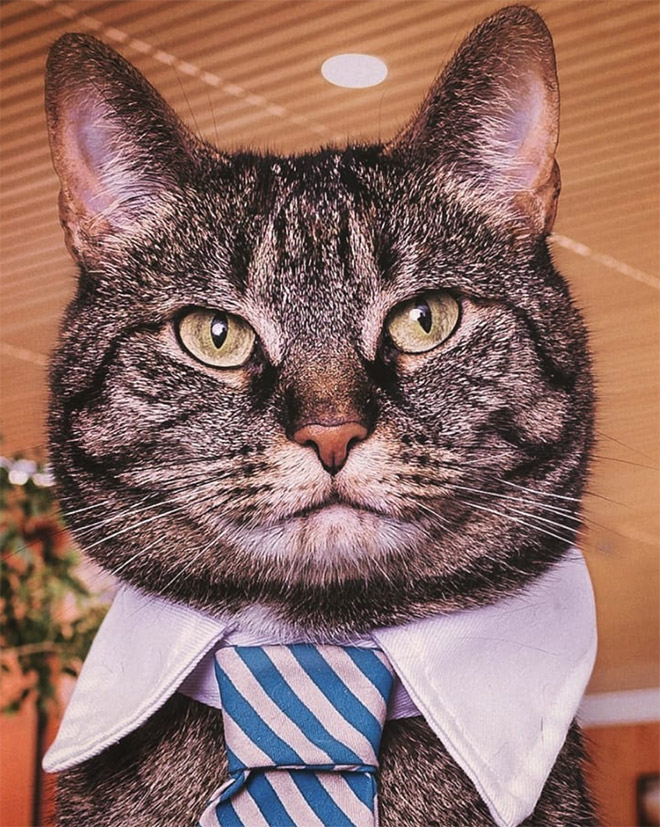 Businessman cat.