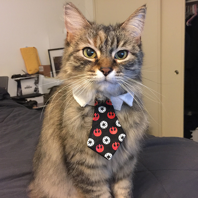 Businessman cat.