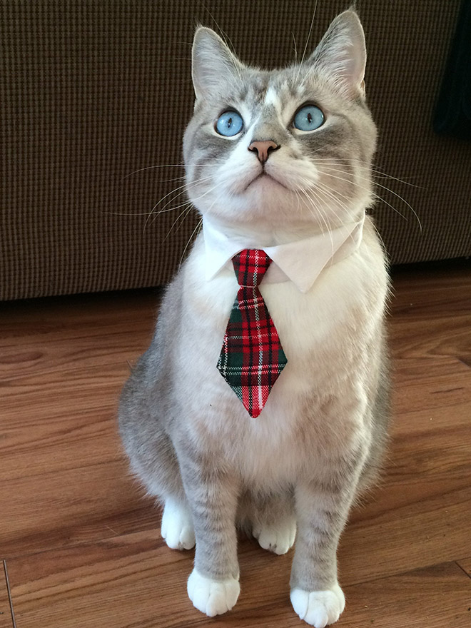 Businessman cat.