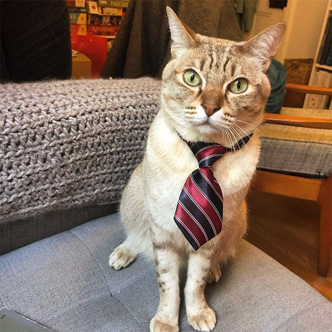 Businessman cat.