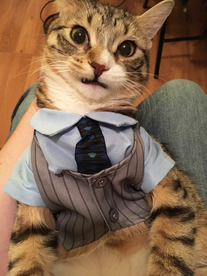 Businessman cat.