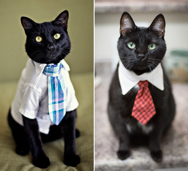 Businessman cat.