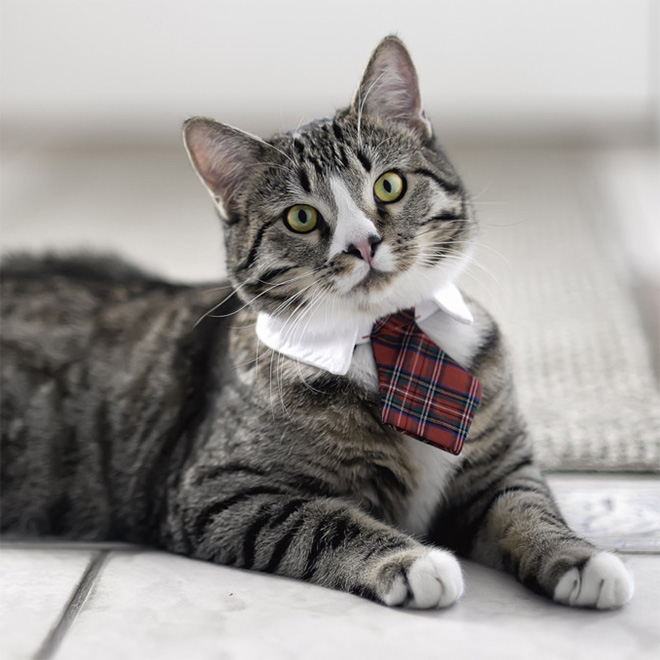 Businessman cat.