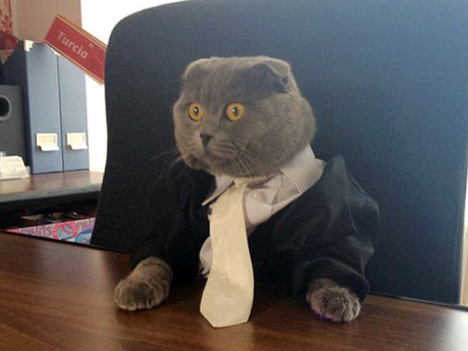 Businessman cat.