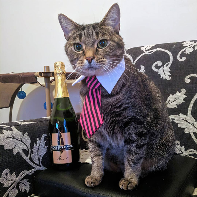 Businessman cat.