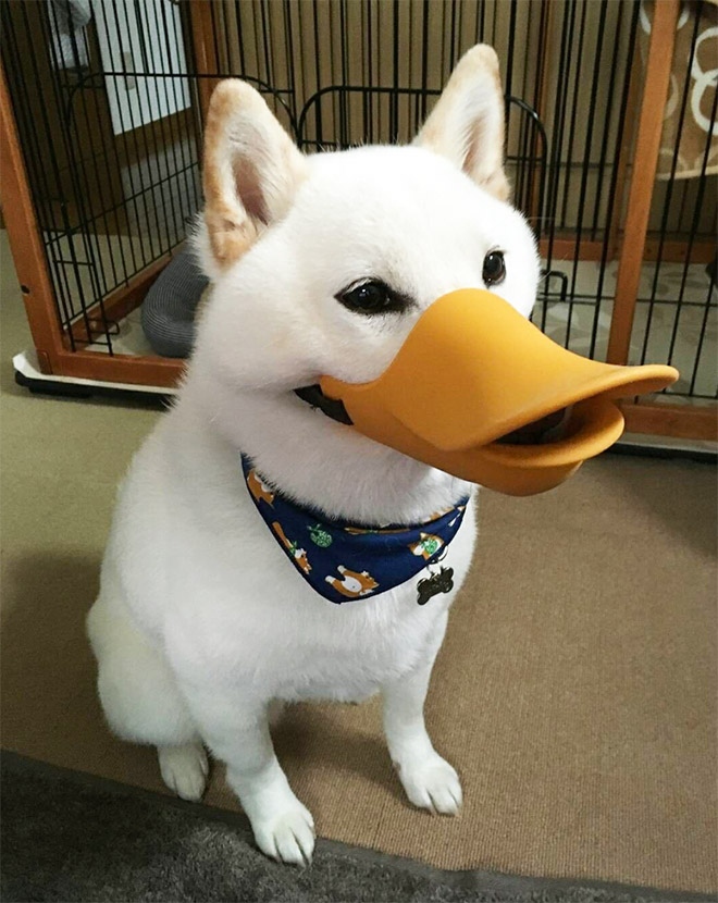 Duck Beak Shaped Dog Muzzle