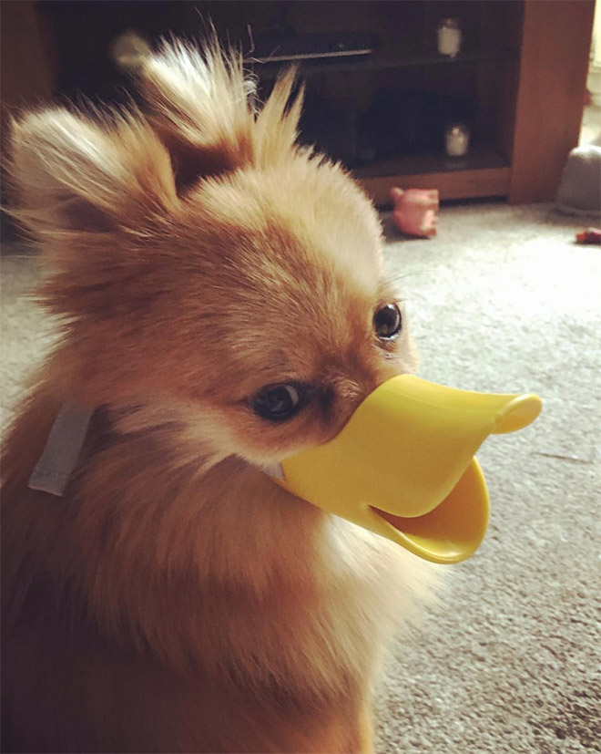 duck dog muzzle