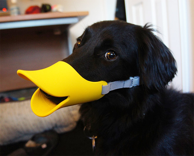 duck dog muzzle