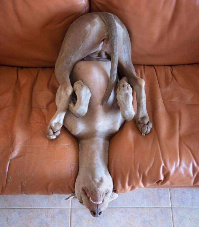 Image result for dead dogs humor