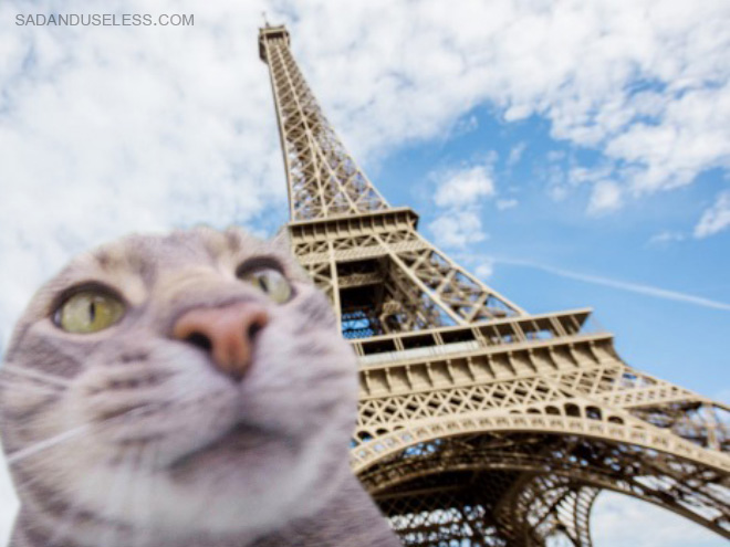 Cat travel selfie.