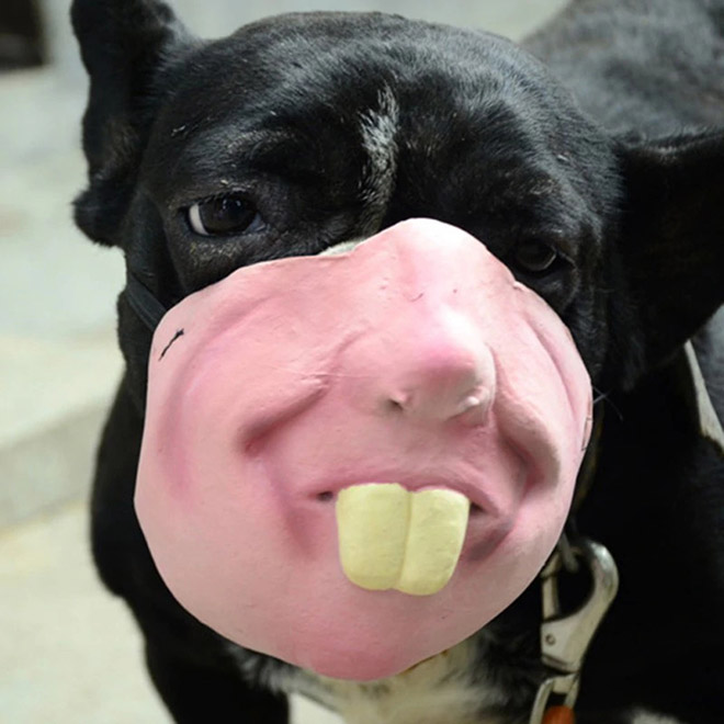 Creepy human face dog mask.