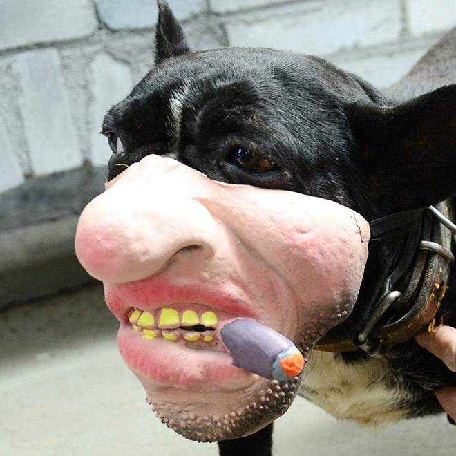 Creepy human face dog mask.