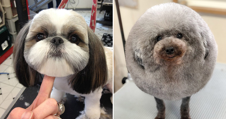 Awkward Trend: Round Dog Haircuts