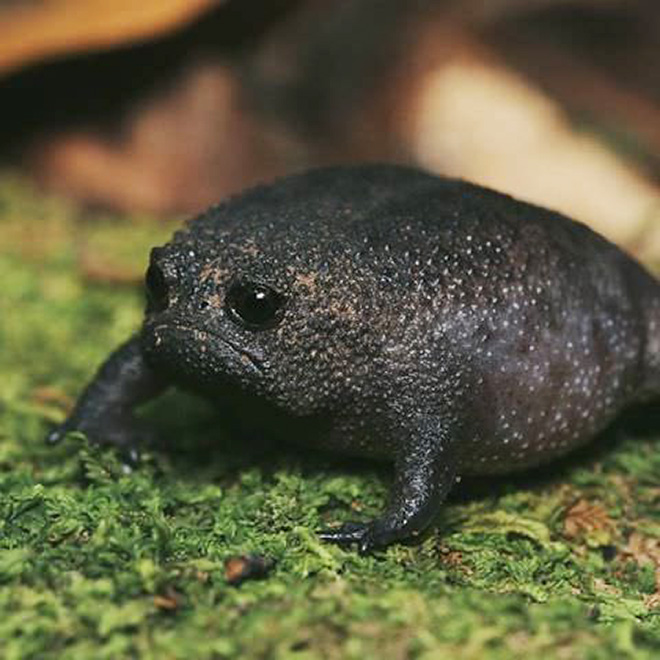 Grumpy rain frog.