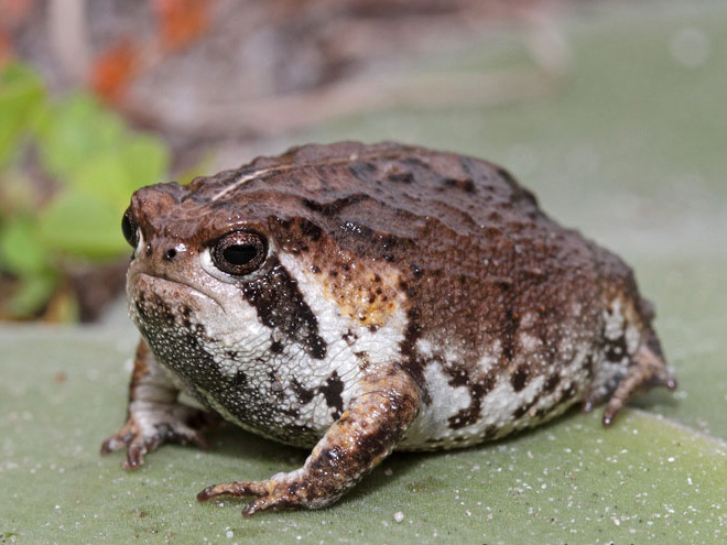 Grumpy rain frog.