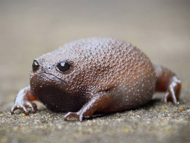 Grumpy rain frog.