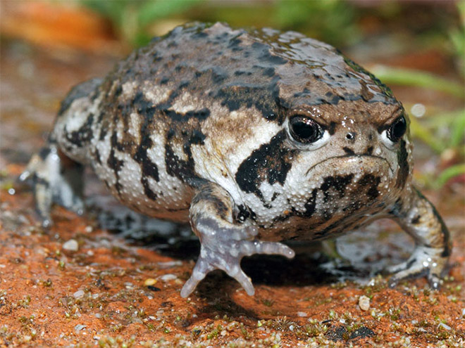 Grumpy rain frog.