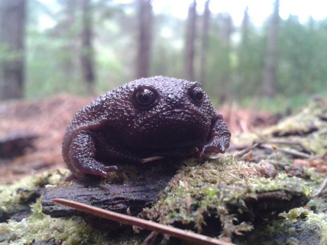 Grumpy rain frog.