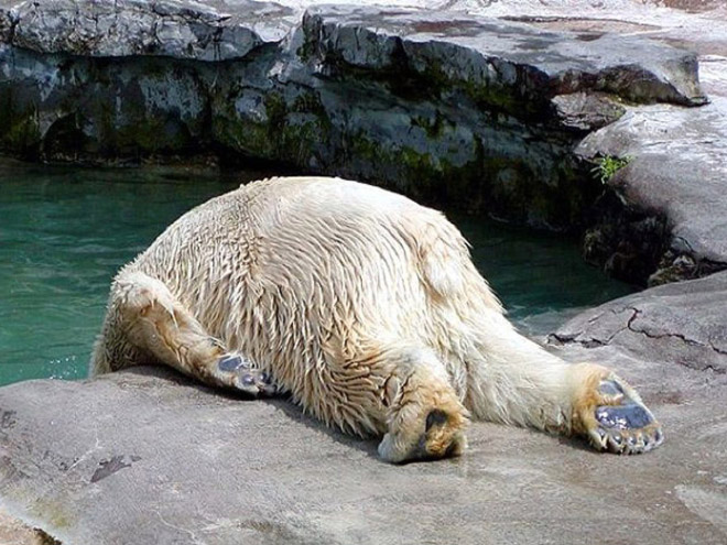 Terribly Hungover Animals
