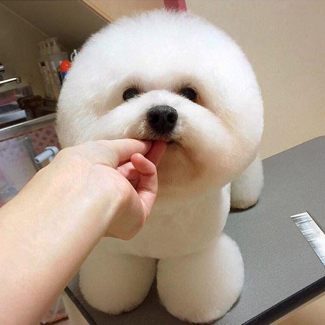 Funny round dog haircut.