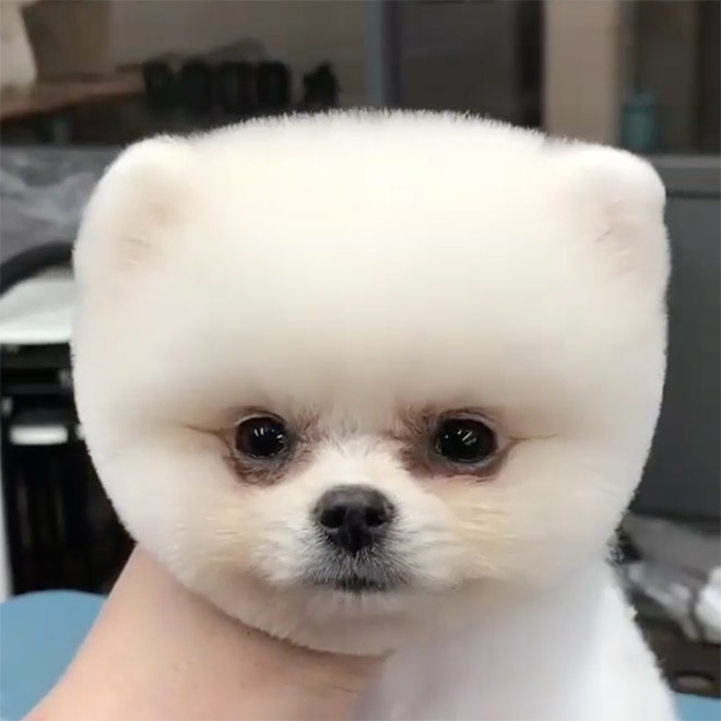 Funny round dog haircut.