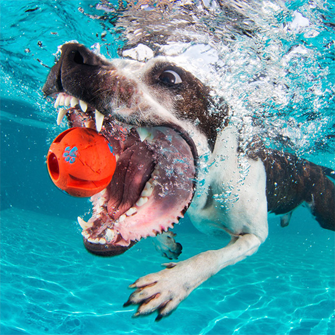 dog water toys