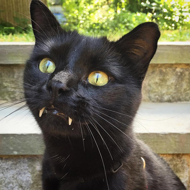 Vampire cat.