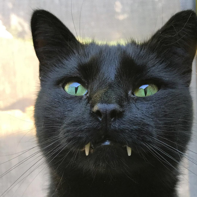 Vampire cat.