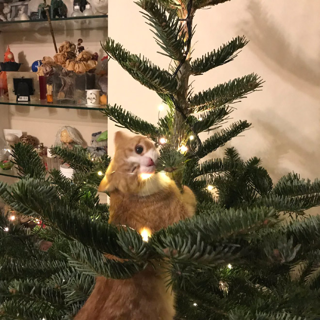 Pets really like to pick fights with Christmas trees.