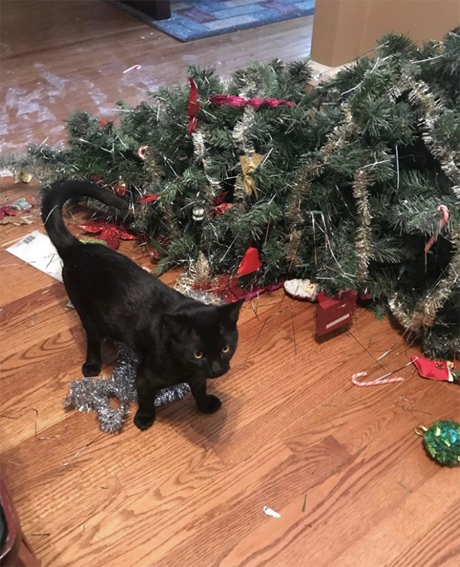 Pets really like to pick fights with Christmas trees.