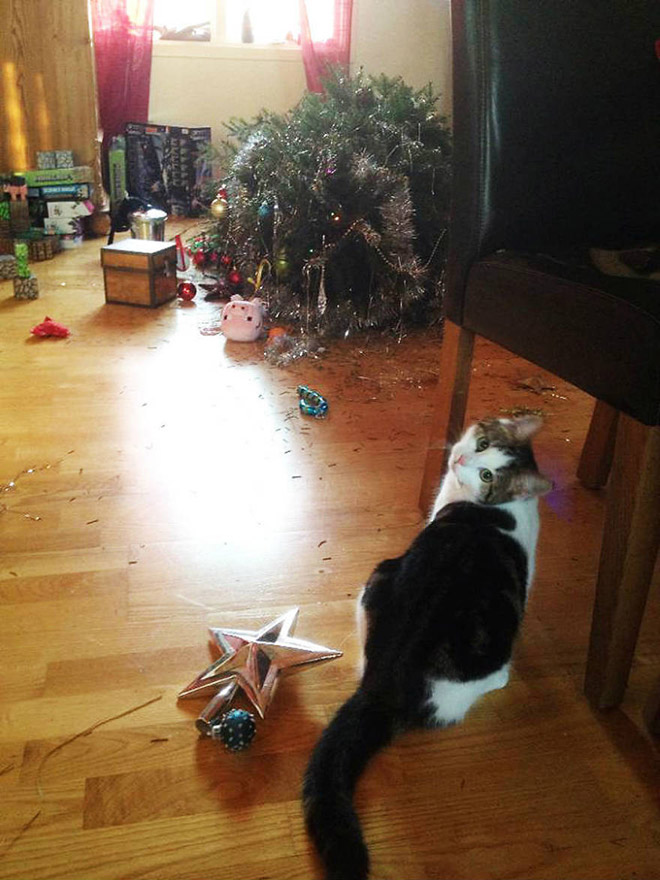 Pets really like to pick fights with Christmas trees.
