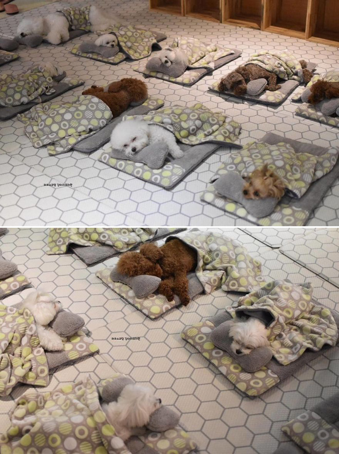 Sleepy time at a puppy daycare.